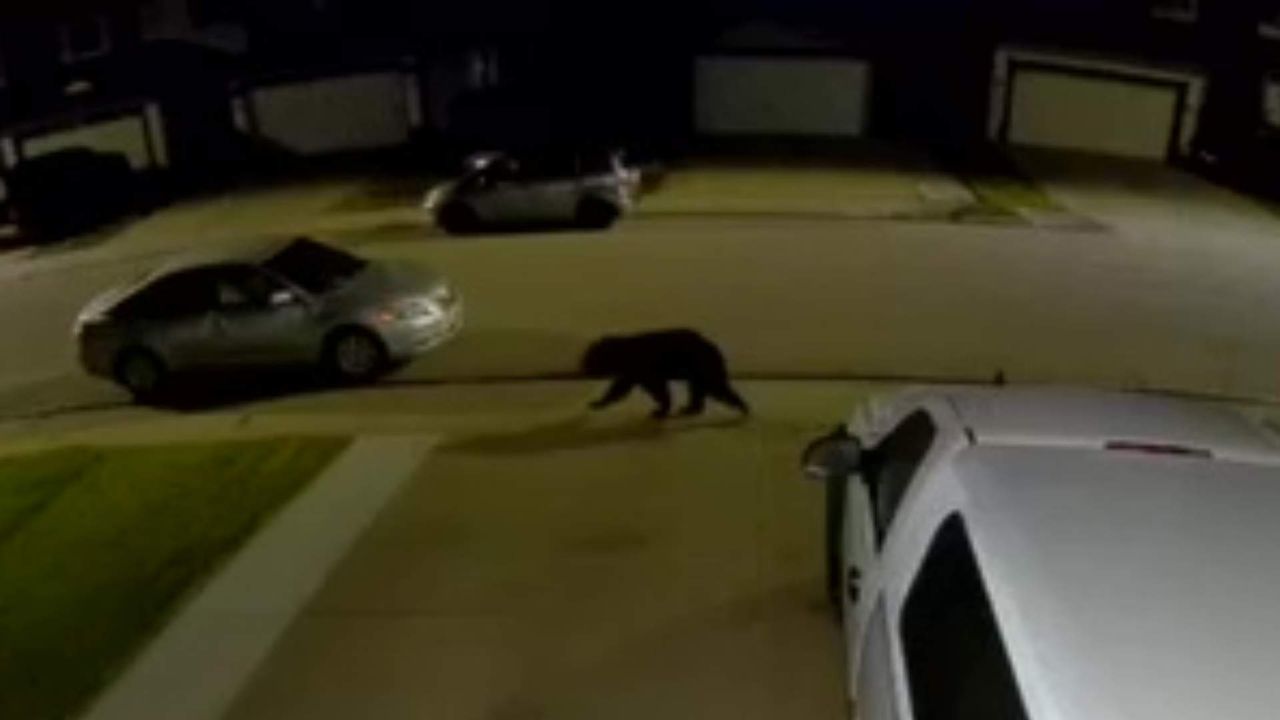 Black bear spotted roaming northwest Edmonton neighborhoods overnight
