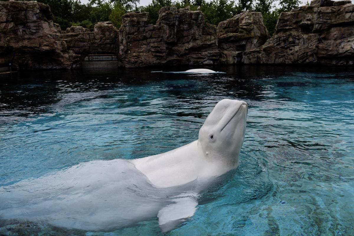 Canada's Last Captive Whales Leave Marineland in Historic Transfer to U.S. and Spanish Aquariums