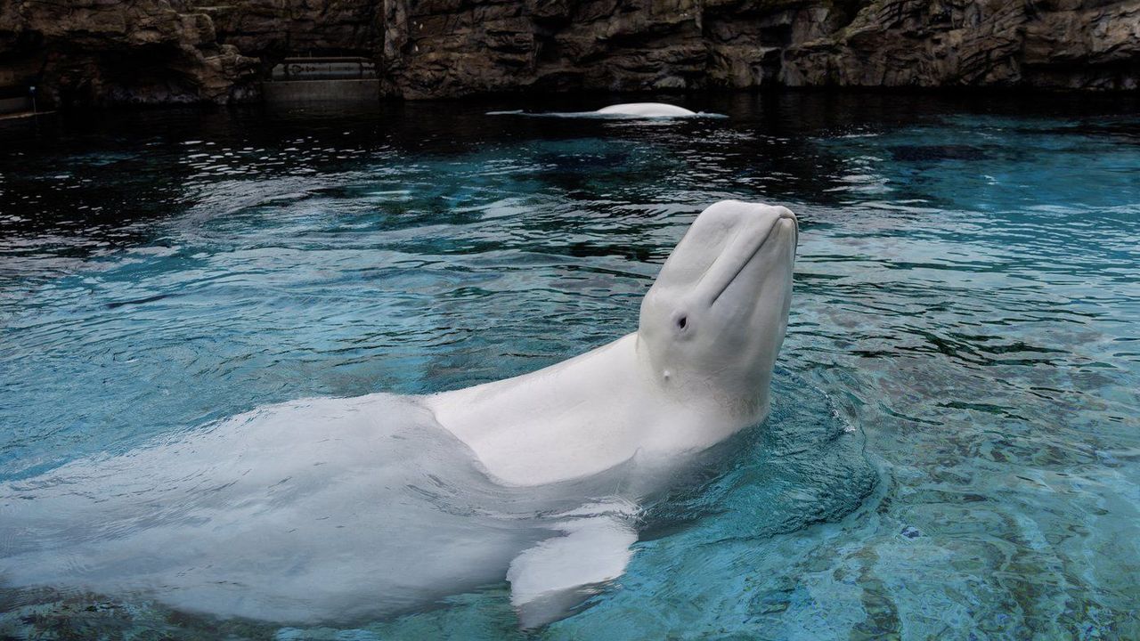 Chronic Gastrointestinal Diseases Found in Deceased Marineland Belugas Following Relocation to Chicago Aquarium