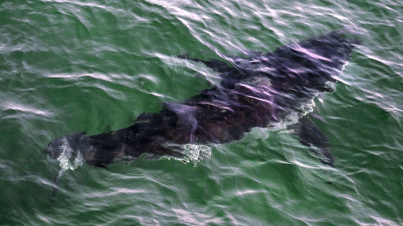 Diver hospitalized after rare shark bite incident in Quebec's Gaspé Peninsula