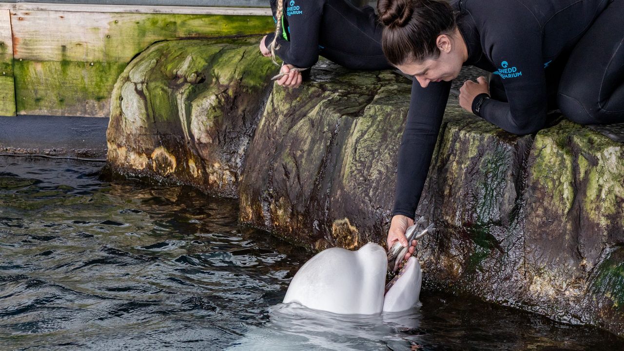 Fourth Marineland Beluga Whale Dies Following Controversial Relocation to Chicago Aquarium