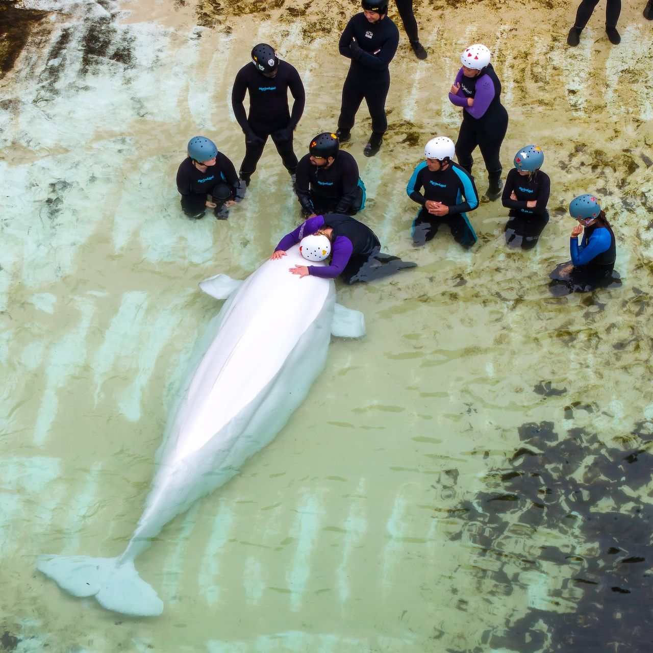 Health Concerns Mount for Belugas Transferred from Marineland to Chicago Aquarium Amid Deaths