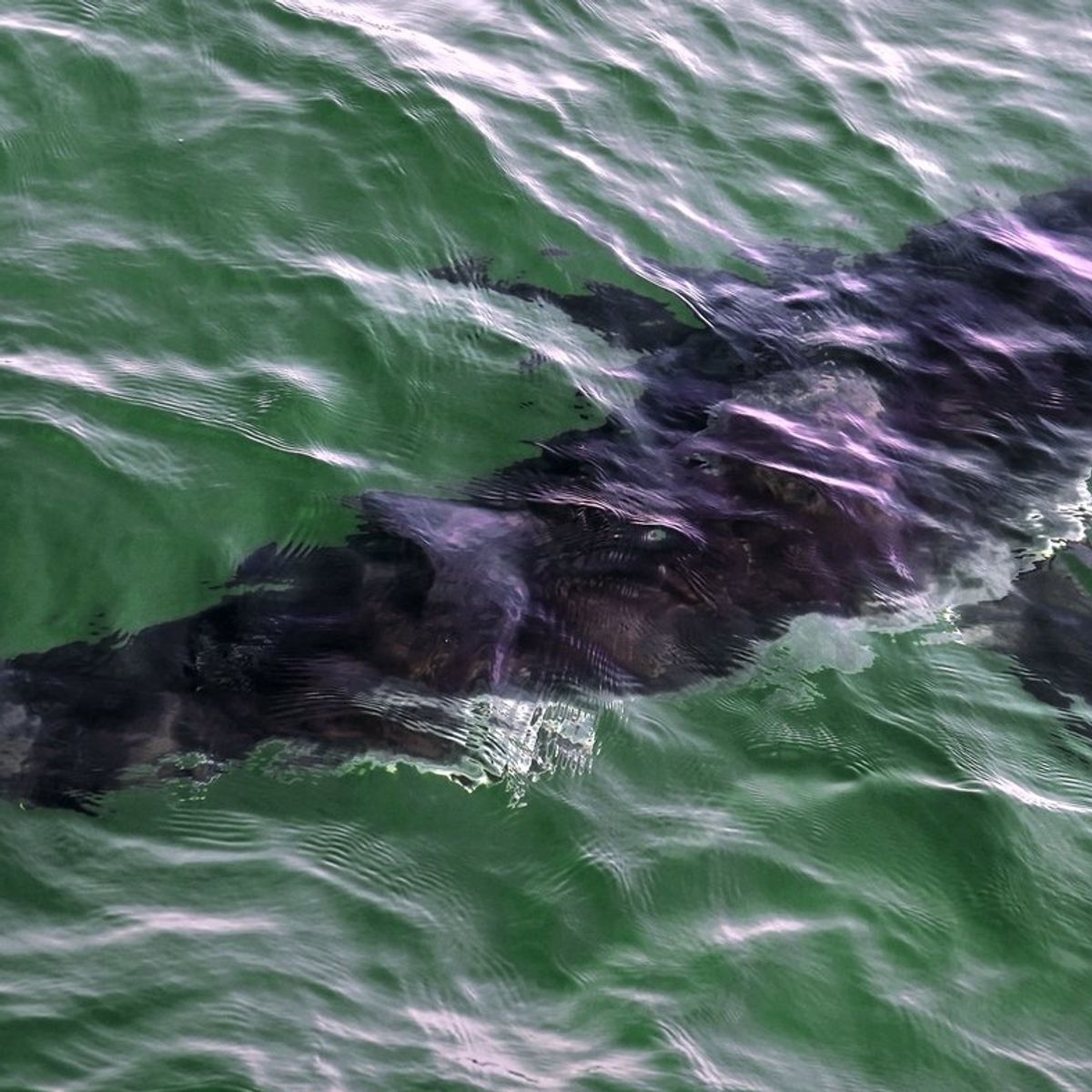 Quebec Diver in Stable Condition After Historic Great White Shark Attack Near Percé