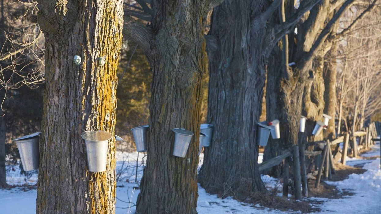 Quebec's maple syrup reserve hits zero as demand surges