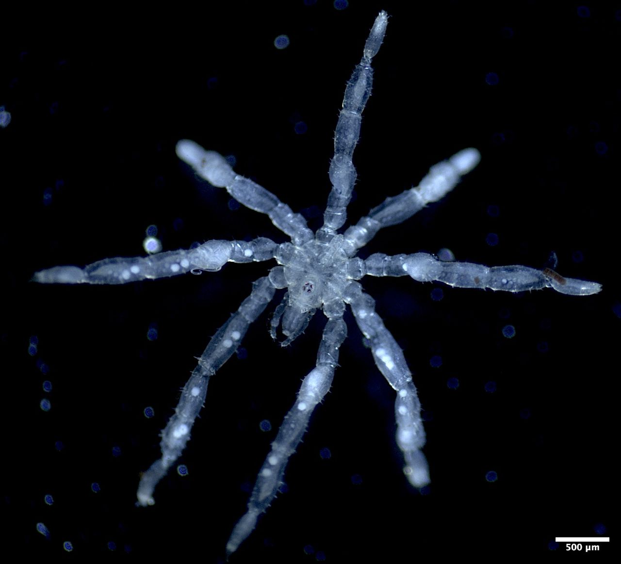 Scientists discover two new species of sea spiders in B.C.'s Salish Sea