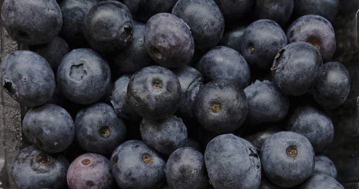 U.S. frozen berry recall over E. coli risk not affecting Canada, CFIA confirms