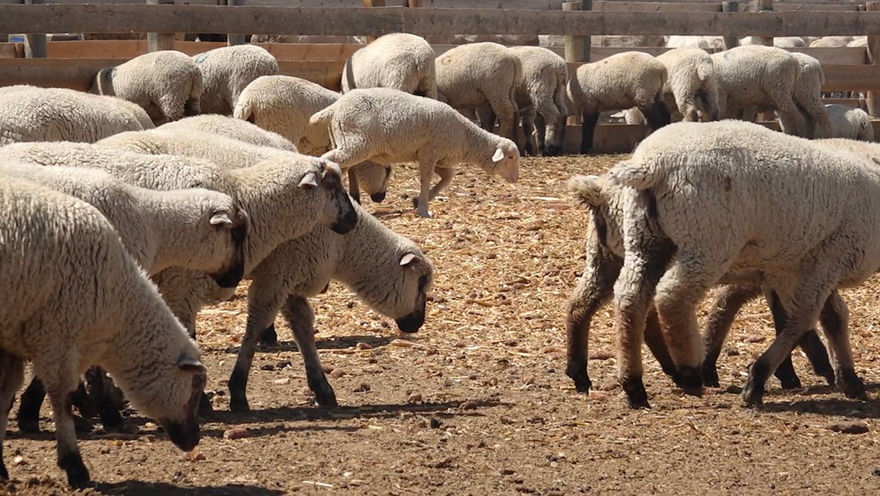 U.S. tariffs push Canadian wool industry to seek new global markets
