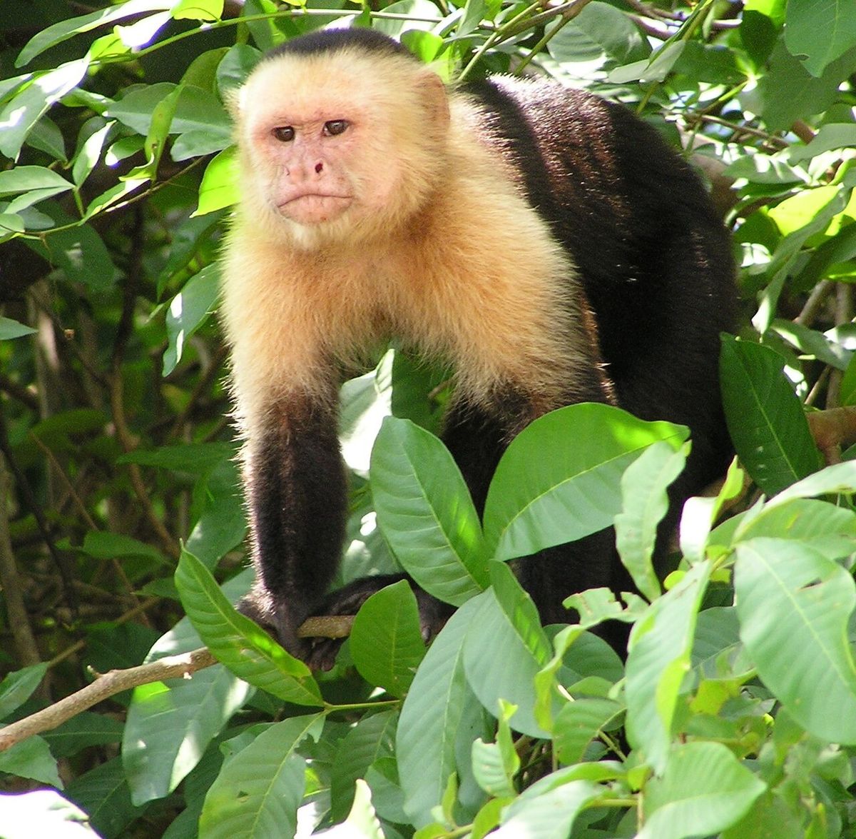 Wild Capuchin monkey (Cebus imitator), on a tree near a river bank in the jungles of Guanacaste, Costa Rica. Taken by Storkk. Note on identi